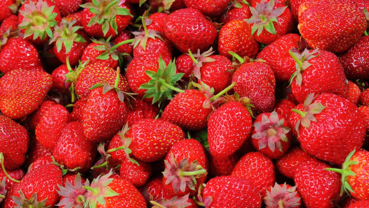 Homeopatía como alternativa para conservar fresas en poscosecha.jpg